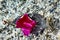 A pink flower on a colourful stone background