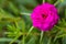 Pink flower,,Common Purslane, portulaca flowers, Verdolaga, Pigweed