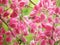 Pink flower Coral Vine, Mexican Creeper