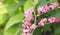 Pink flower Coral Vine, Mexican Creeper, Chain of Love Antigonon leptopus Hook and Arn name beautiful littel buquet blurred of