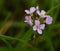 Pink flower of Coralroot Bittercress plant, Cardamine bulbifera