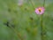 Pink flower Cosmos caudatus, Wild cosmos, Ulam Raja, King of Salad fresh blooming in garden green leaves food background