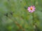 Pink flower Cosmos caudatus, Wild cosmos, Ulam Raja, King of Salad fresh blooming in garden green leaves food background