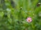 Pink flower Cosmos caudatus, Wild cosmos, Ulam Raja, King of Salad fresh blooming in garden green leaves food background