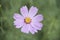 Pink flower Cosmos sensation isolated