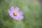 Pink flower Cosmos sensation isolated