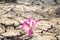 Pink flower on crack ground background