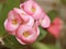 Pink flower ,Crown of thorns in garden with soft focus ,macro image and blurred background ,sweet color for card design ,lovely