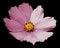 Pink flower daisy black isolated background with clipping path. No shadows. Closeup.