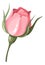 Pink flower. Delicate romantic bud. Botanical element