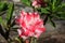 Pink flower Desert rose (Adenium)