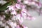 Pink flower of deutizia blooming, Spring time.Natural background. Selective focus. Mothers day greeting card