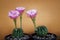 Pink flower of echinopsis cactus blooming in planting pot