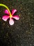 A Pink flower fallen on the ground in up down position.