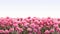 Pink Flower Field Background: Uhd Image For Business Photos