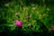 pink flower of field clover blossomed among green grass and leaves