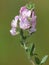 Pink flower of Field Restharrow, Ononis arvensis