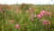 Pink flower fields in the Russia