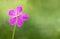 Pink flower with five petals on green background. Place for your affirmation quote or congratulations