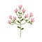 Pink Flower flat icon, plant nature, chamomile sign, a colorful solid pattern on a white background, eps 10.