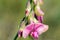 Pink flower of a flat pea, Lathyrus sylvestris