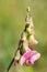 Pink flower of a flat pea, Lathyrus sylvestris