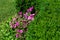 Pink flower with flowering in a flowerbed with a lawn .