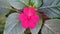 Pink flower of garden balsamine Impatiens parviflora.