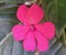 Pink flower of garden balsamine Impatiens parviflora.