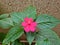Pink flower of garden balsamine Impatiens parviflora.