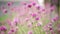 Pink flower in garden blur nature background