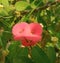 The pink flower in garden in india