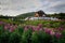 Pink flower gardens with Hor khum luang temple at the pavilion a