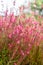 Pink flower of Gaura lindheimeri or Australian Butterfly Bush on a bright looks like a watercolor background.