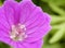 pink flower geranium close-up macro petal green bokeh background outdoor garden