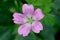 Pink flower of Geranium endressii