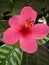 A pink flower gets shine in garden due to morning sunshine