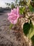 Pink flower getting sun heat