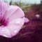 Pink flower giant herb-robert