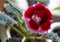 Pink flower Gloxinia