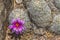 Pink Flower Graham's Nipple Pincushion Cactus Blooming Macro
