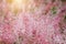 Pink Flower grass with sunlight on blur background