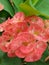 Pink flower grean leaves plant view