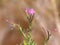 Pink flower of great hairy willowherb