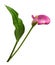 Pink flower and green leaf of calla Zantedeschia isolated