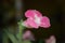 Pink flower with green leaves