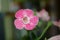 Pink flower with green leaves