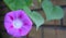 Pink flower and green leaves brick wall background