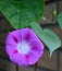 Pink flower and green leaves brick wall background