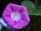 Pink flower and green leaves brick wall background